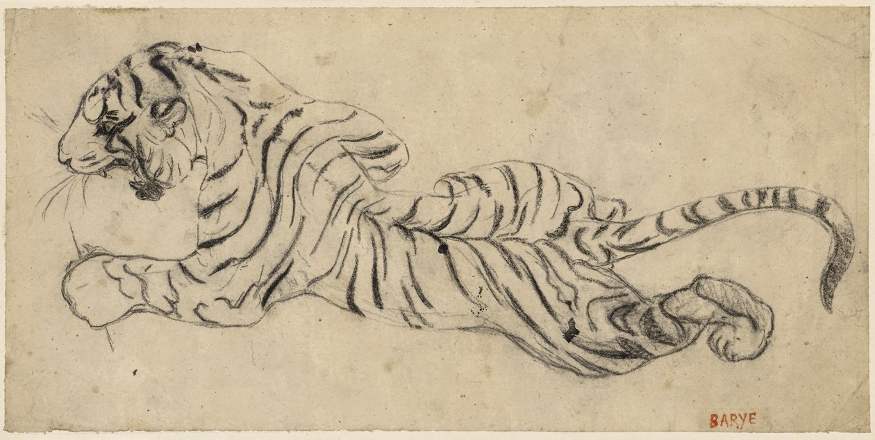 टाइग्रे (टाइगर), c.1835 (ट्रेसिंग पेपर पर काला चाक, बोर्ड पर चढ़कर) द्वारा एंटोनी लुइस बेरी