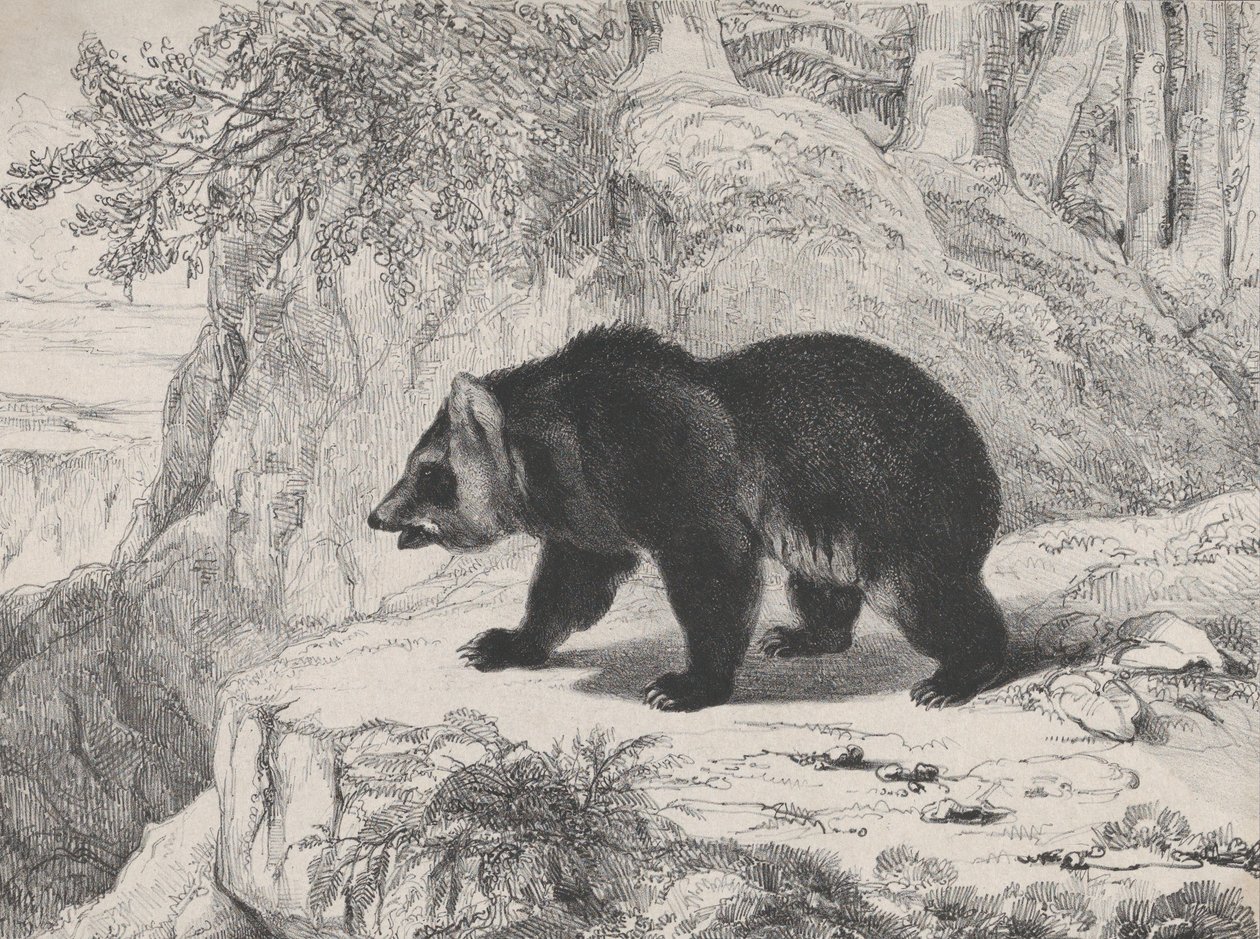 मिसिसिपी भालू, 1836। द्वारा एंटोनी लुइस बेरी