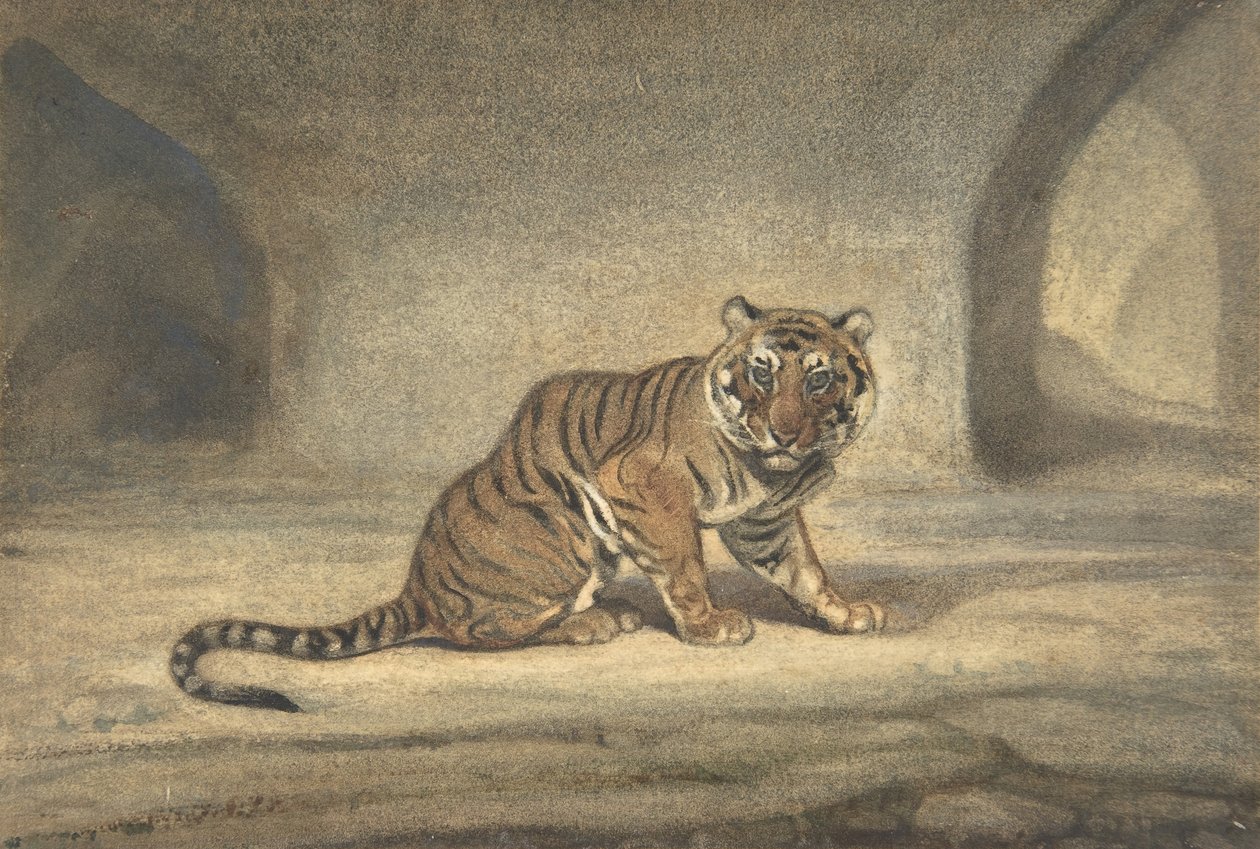 टाइगर, 1810-75। द्वारा एंटोनी लुइस बेरी