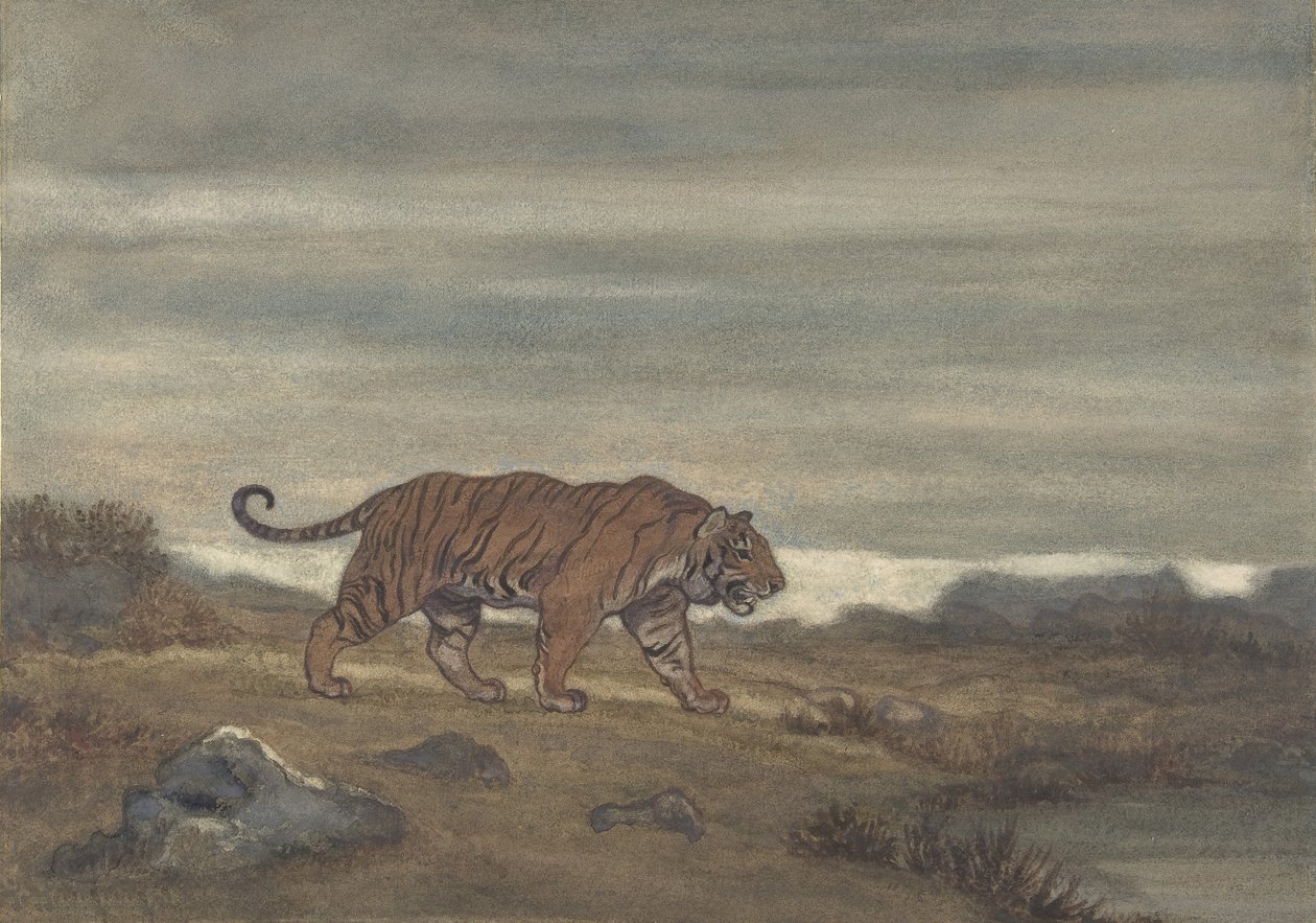 टाइगर अप्रोचिंग पूल, 1810-75। द्वारा एंटोनी लुइस बेरी