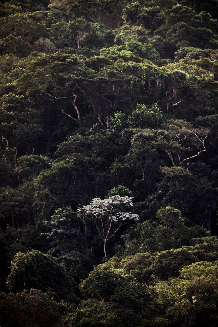  द्वारा एंटोनियो शूबर्ट