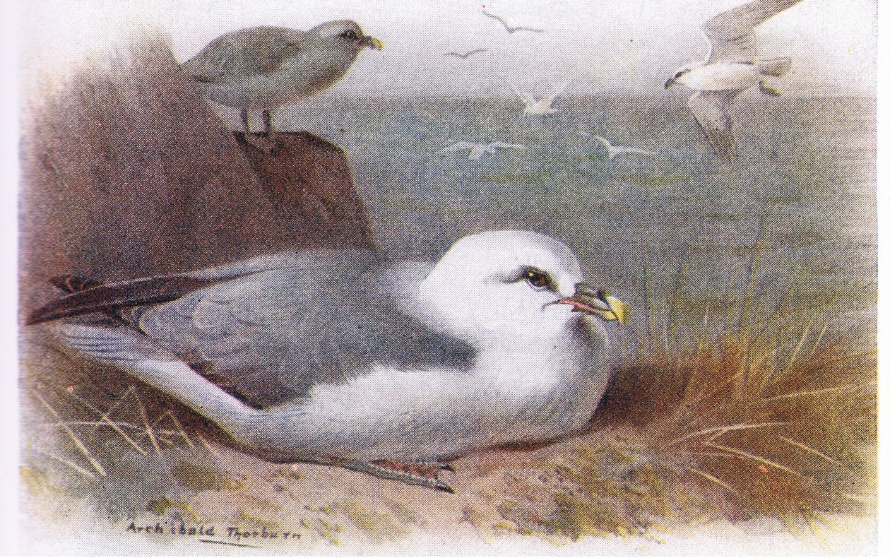 Fulmar द्वारा आर्चीबाल्ड थोरबर्न