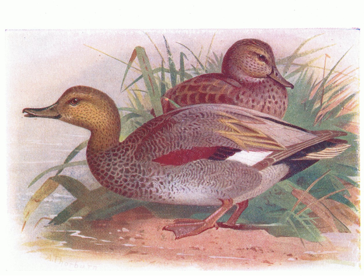 Gadwall द्वारा आर्चीबाल्ड थोरबर्न