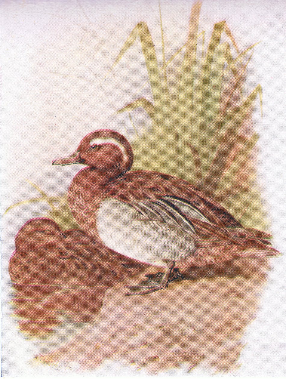 Garganey द्वारा आर्चीबाल्ड थोरबर्न