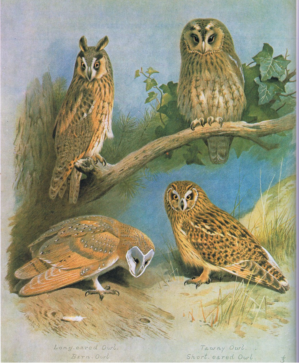 लंबे अर्ल उल्लू, बार्न उल्लू, टैनी उल्लू, लघु कान वाले उल्लू, पब। बुक क्लब एसोसिएट्स, 1972 द्वारा द्वारा आर्चीबाल्ड थोरबर्न