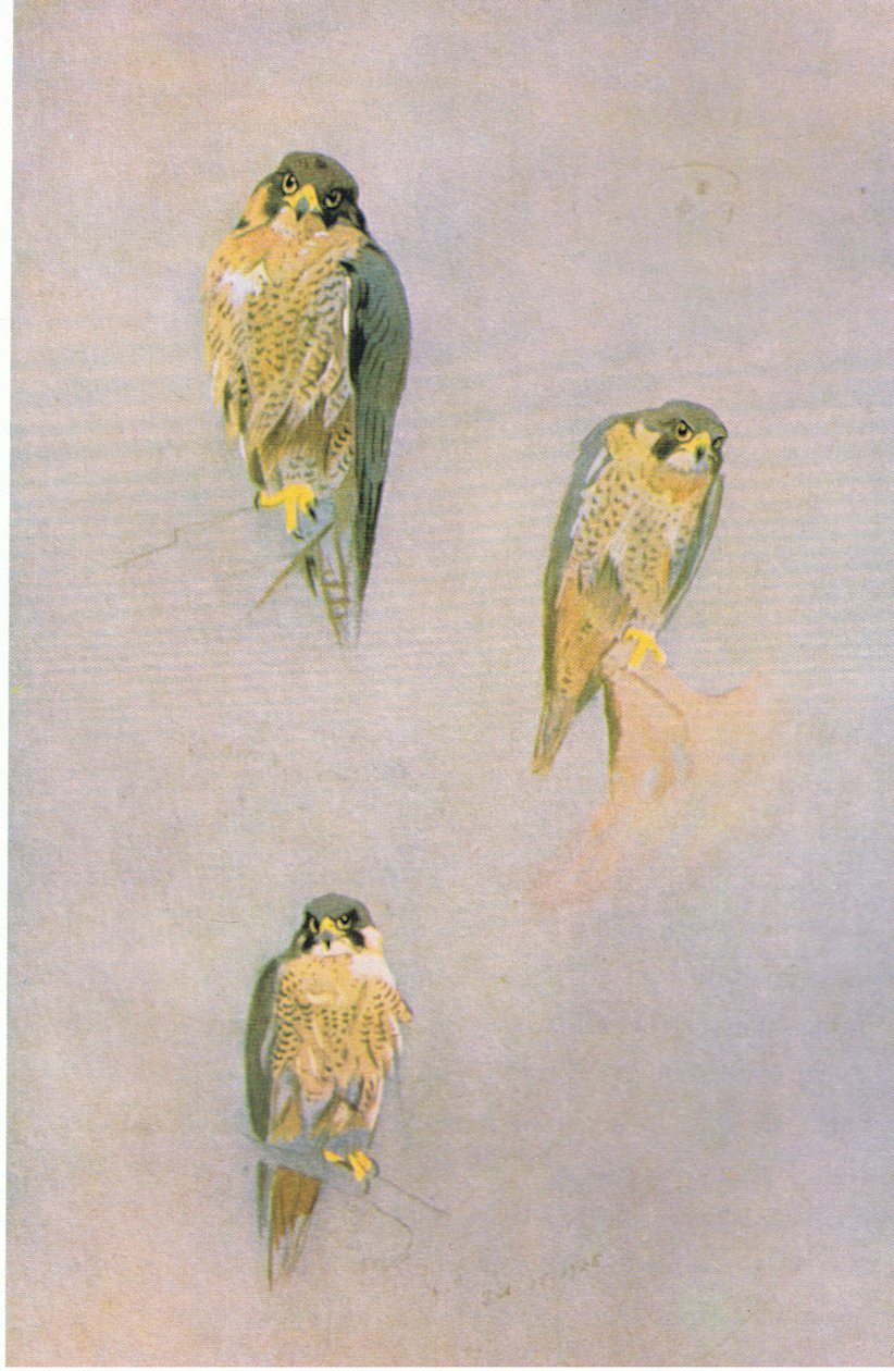 Peregrine फाल्कन अध्ययन, पब। बुक क्लब एसोसिएट्स, 1972 द्वारा द्वारा आर्चीबाल्ड थोरबर्न