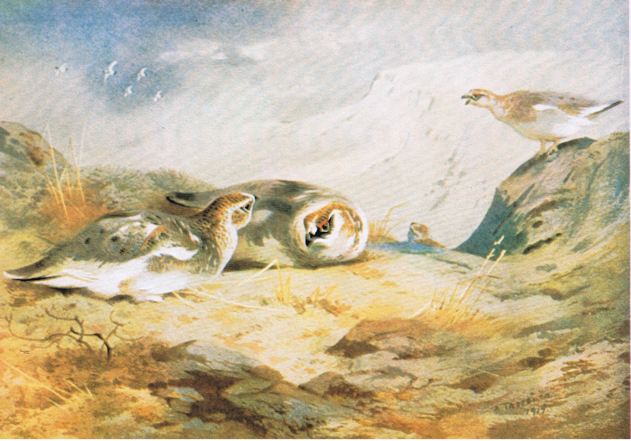 Ptarmigan, पब। बुक क्लब एसोसिएट्स, 1972 द्वारा द्वारा आर्चीबाल्ड थोरबर्न