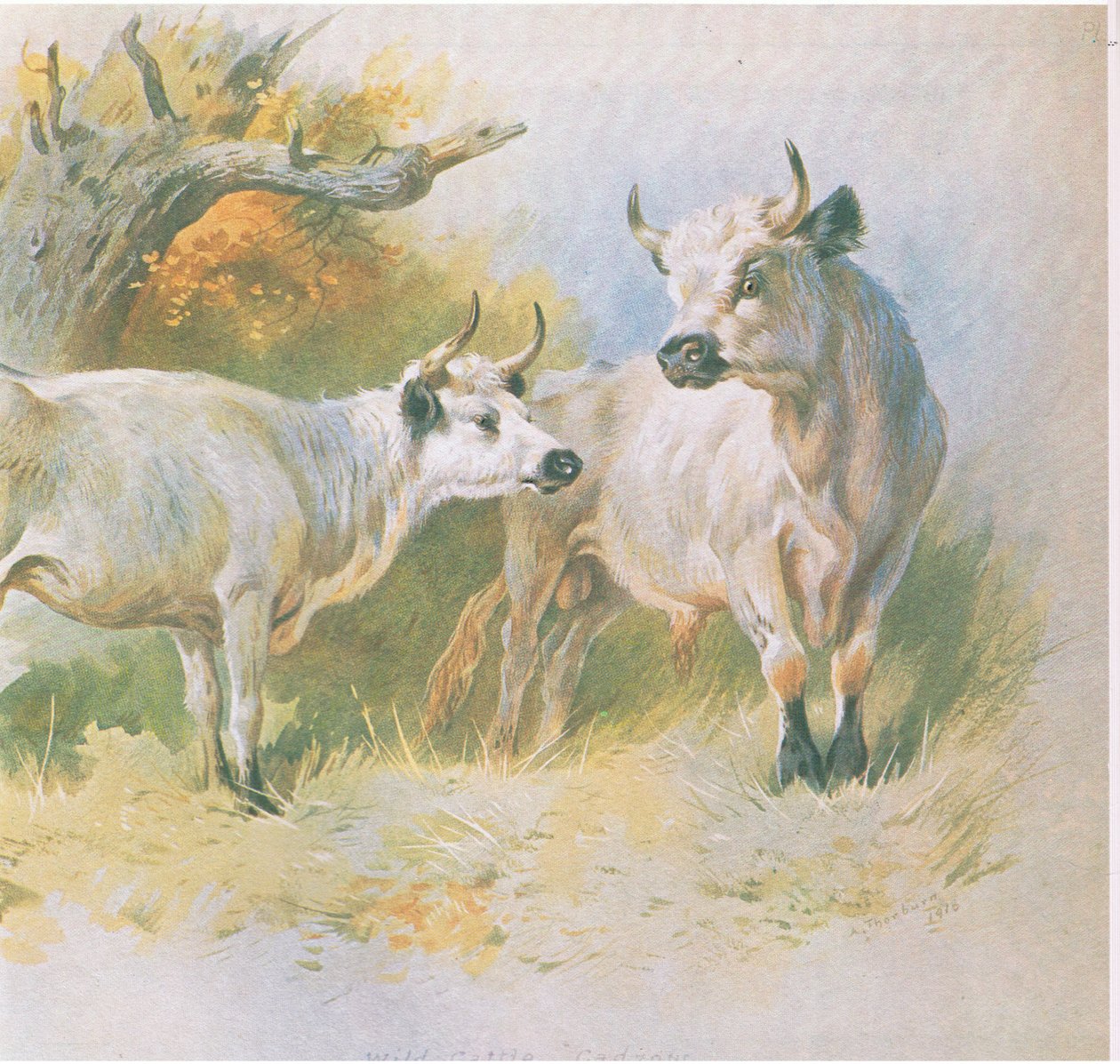 जंगली मवेशी, पब। बुक क्लब एसोसिएट्स, 1972 द्वारा द्वारा आर्चीबाल्ड थोरबर्न