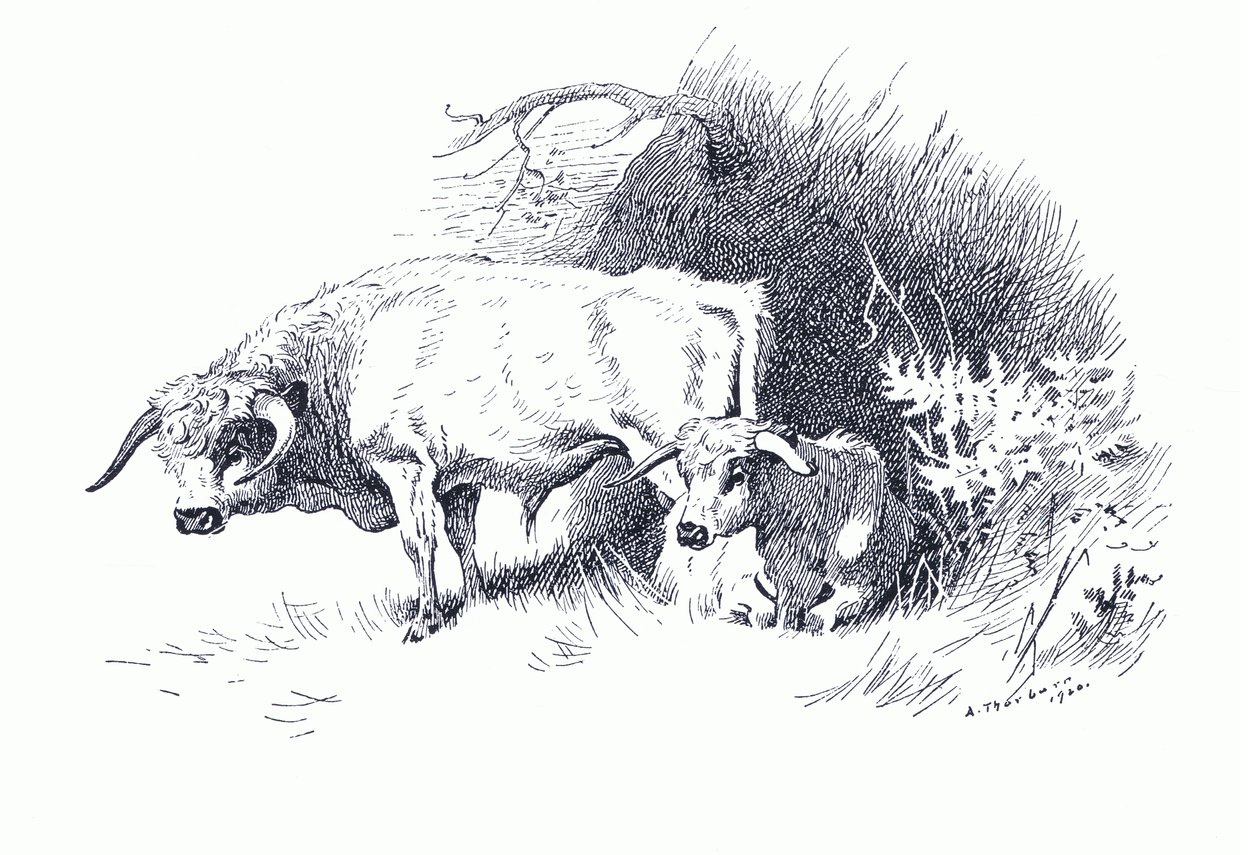 लोंगमैन्स एंड कंपनी द्वारा प्रकाशित थोरबर्न के स्तनधारियों से मवेशी, c. 1920 (लिथो) द्वारा आर्चीबाल्ड थोरबर्न