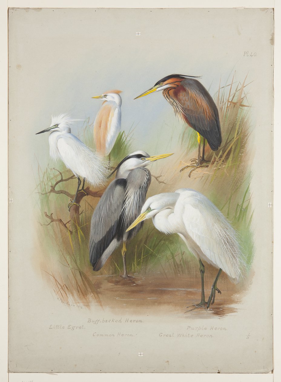बगुला और बगुला, c.1915 (बोर्ड पर पेंसिल के ऊपर वॉटरकलर और बॉडीकलर) द्वारा आर्चीबाल्ड थोरबर्न