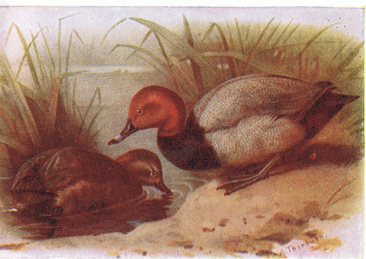Pochard द्वारा आर्चीबाल्ड थोरबर्न