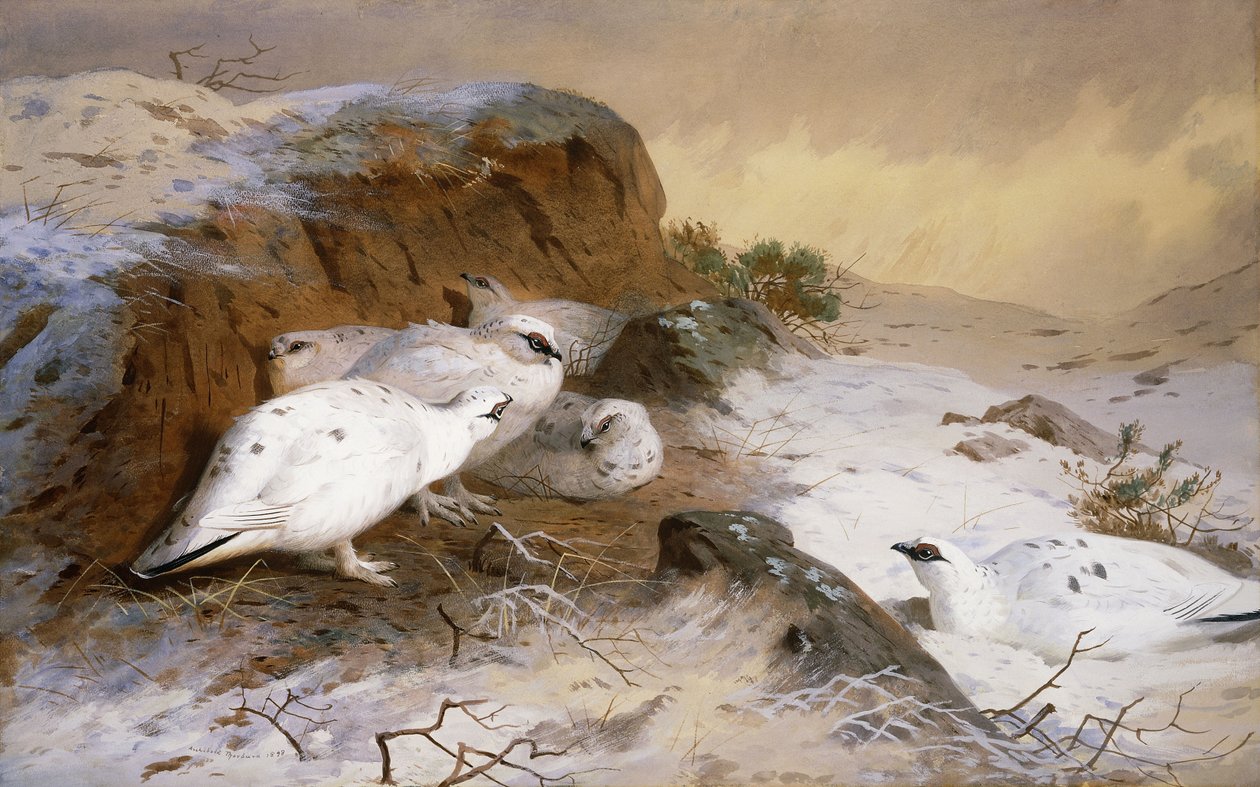बर्फ में Ptarmigan द्वारा आर्चीबाल्ड थोरबर्न