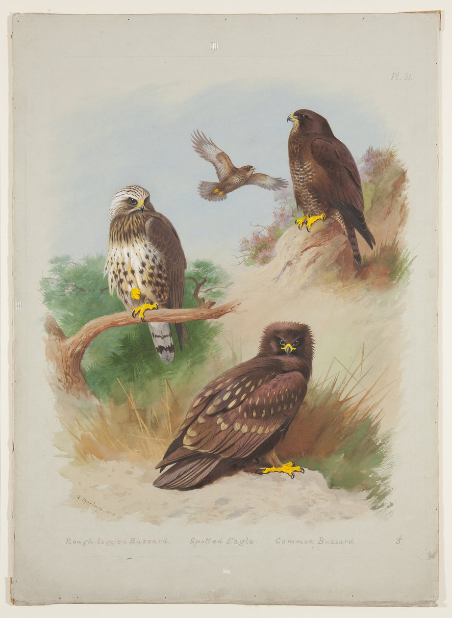 रफ लेग्ड बज़र्ड, स्पॉटेड ईगल और कॉमन बज़र्ड, c.1915 (बोर्ड पर पेंसिल के ऊपर गोंद अरबी के साथ वॉटरकलर और बॉडीकलर) द्वारा आर्चीबाल्ड थोरबर्न