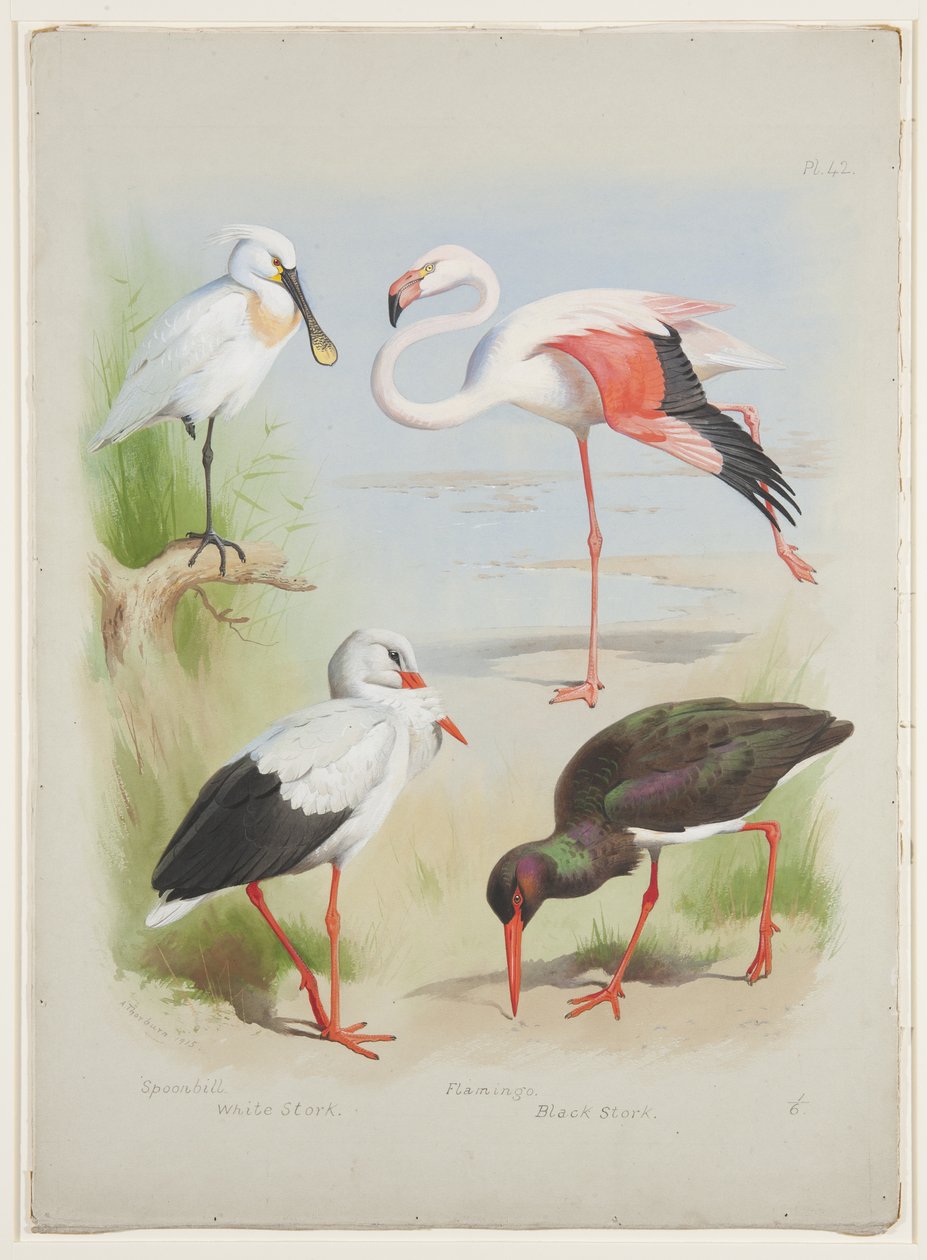 स्पूनबिल, फ्लेमिंगो और स्टॉर्क, c.1915 (कागज पर पेंसिल के ऊपर वॉटरकलर और बॉडीकलर) द्वारा आर्चीबाल्ड थोरबर्न