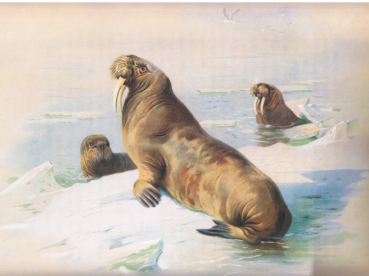 The Walrus, थोरबर्न स्तनधारियों द्वारा प्रकाशित Longmans और सह, सी। 1920 द्वारा आर्चीबाल्ड थोरबर्न