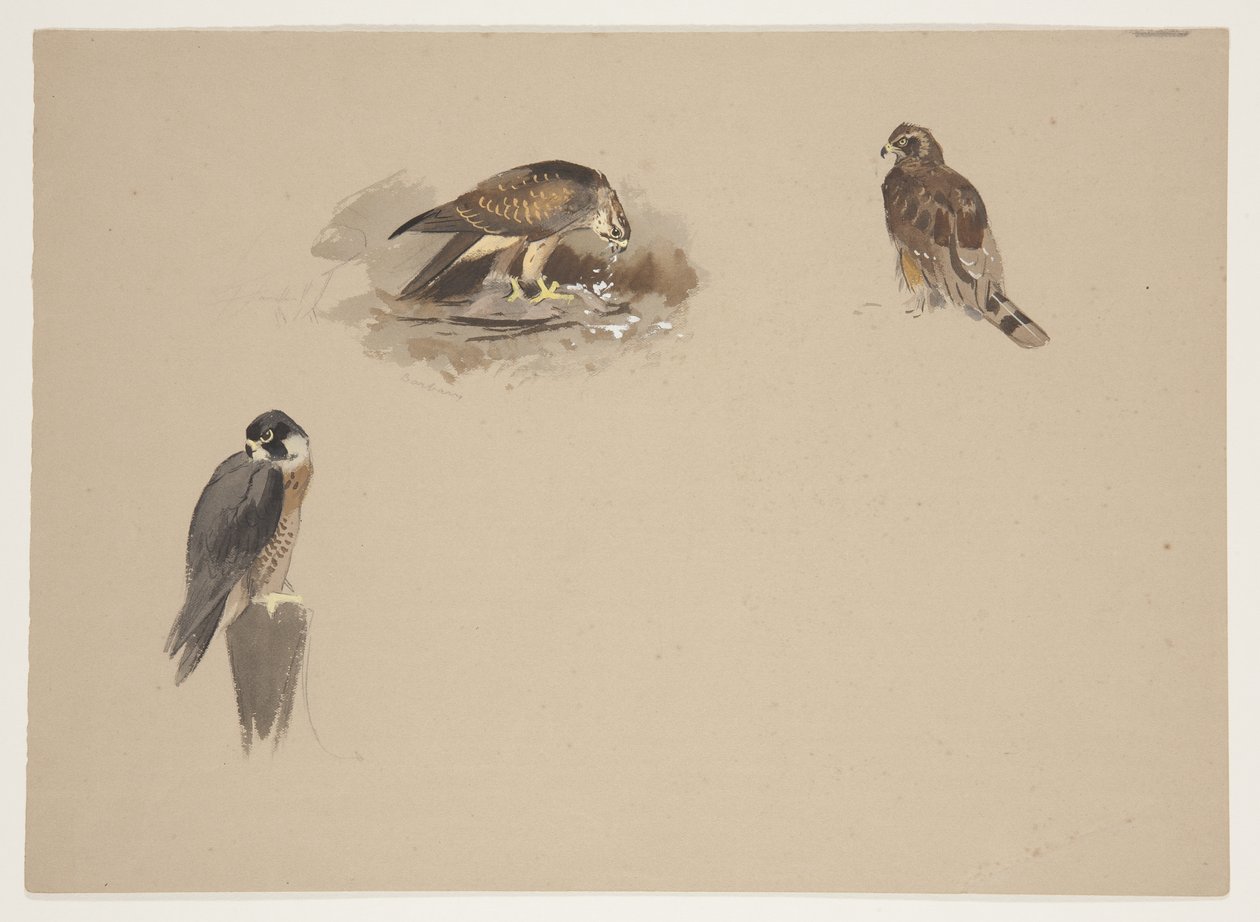 पेरेग्रीन बाज़ के तीन छोटे शब्दचित्र और शिकार के 2 अन्य पक्षी, c.1915 (कागज पर पेंसिल के ऊपर वॉटरकलर और बॉडीकलर) द्वारा आर्चीबाल्ड थोरबर्न