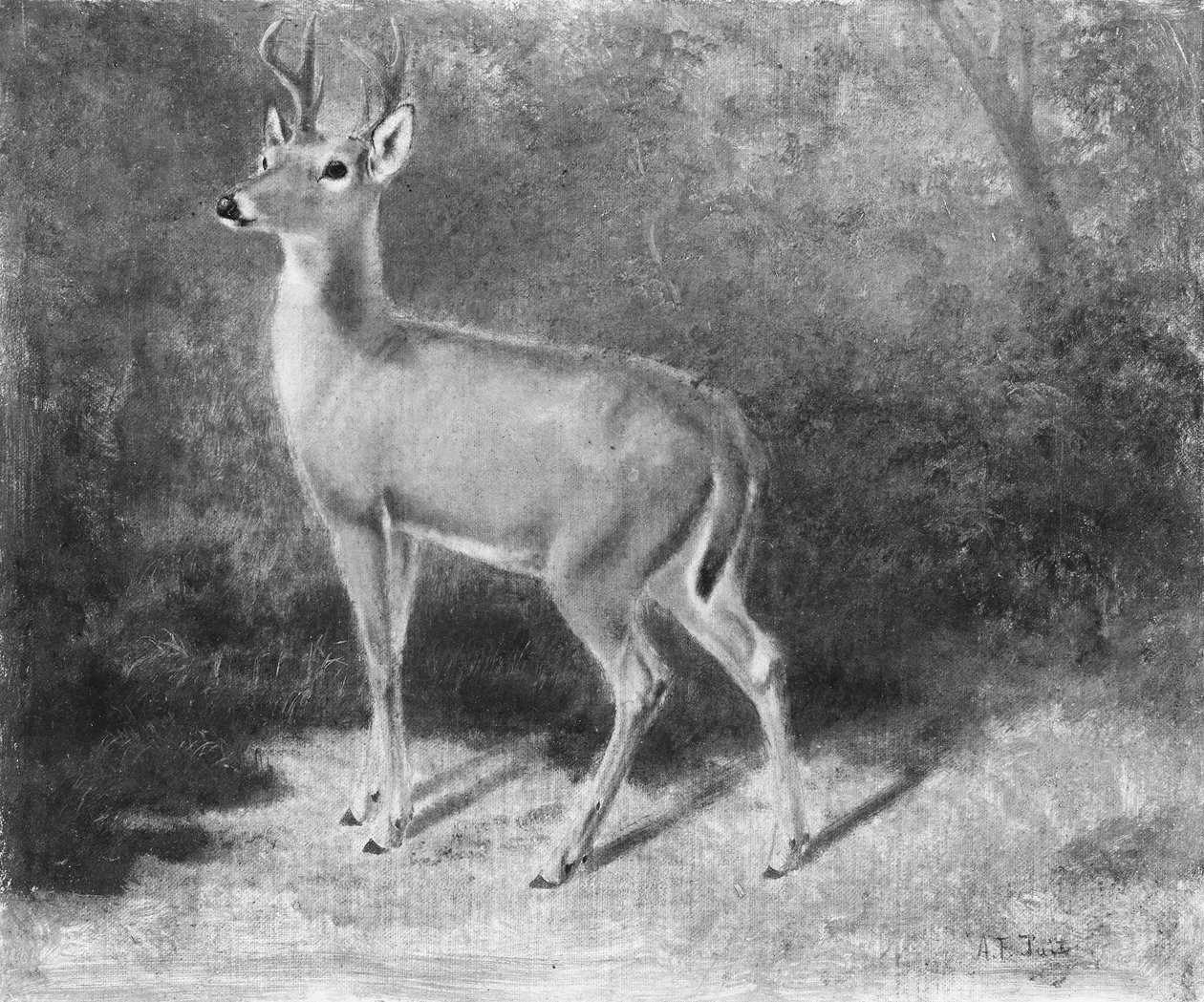नेचर से डीयरस्कॉच, सीए। 1882। द्वारा आर्थर फिट्ज़विलियम टैट
