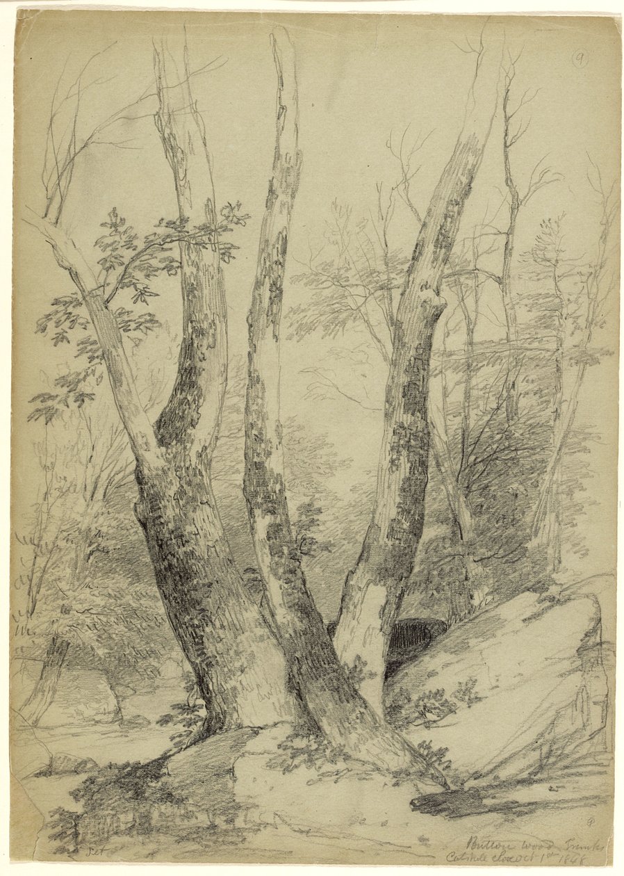 बटनवुड चड्डी, कैट्सकिल क्लोव, न्यूयॉर्क, 1848 (ग्रे-ग्रीन पेपर पर ग्रेफाइट) द्वारा एशर ब्राउन डूरंड
