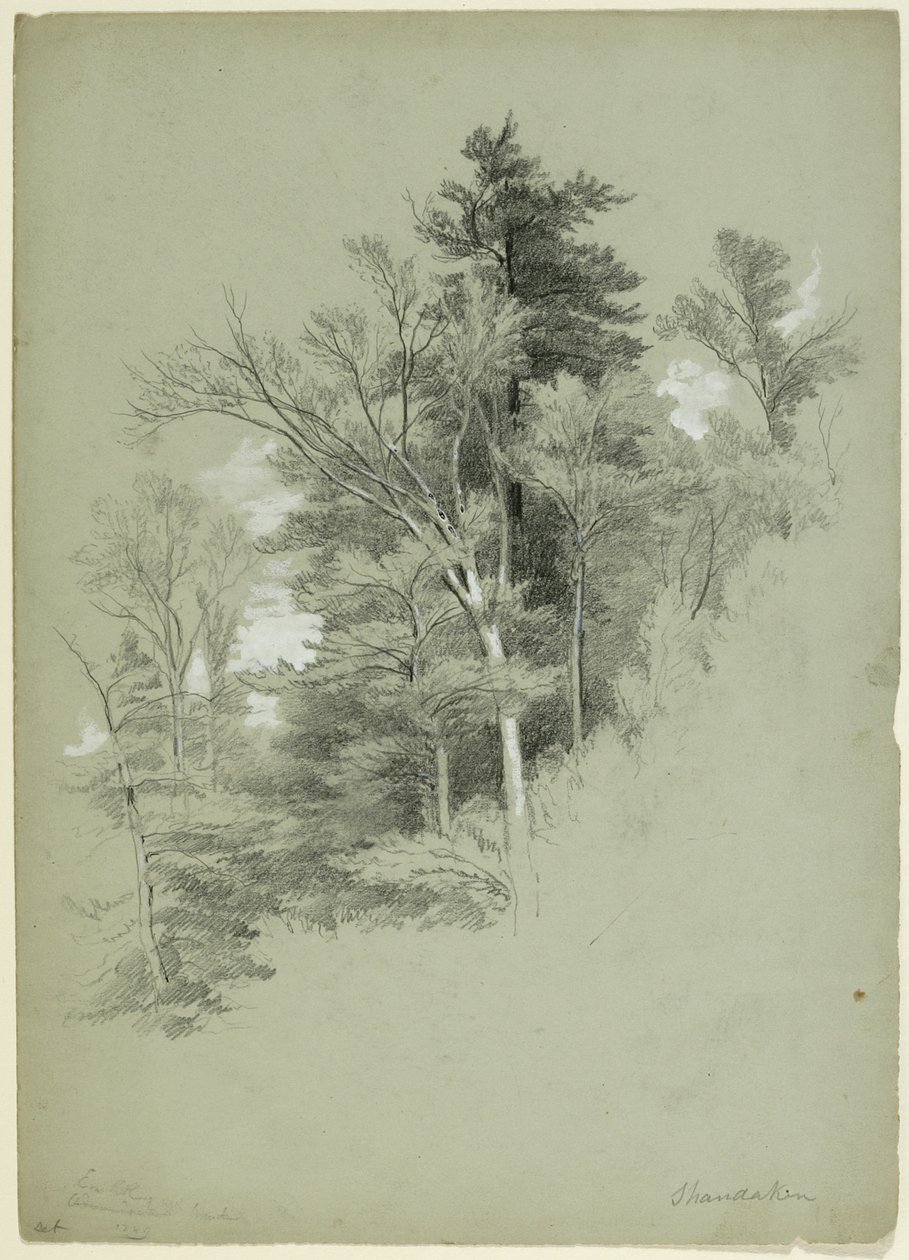 पेड़ों का अध्ययन, शैंडेनकेन, न्यूयॉर्क, 1849 (ग्रे-ग्रीन पर ग्रेफाइट, सफेद गौचे और सफेद सीसा वर्णक) द्वारा एशर ब्राउन डूरंड
