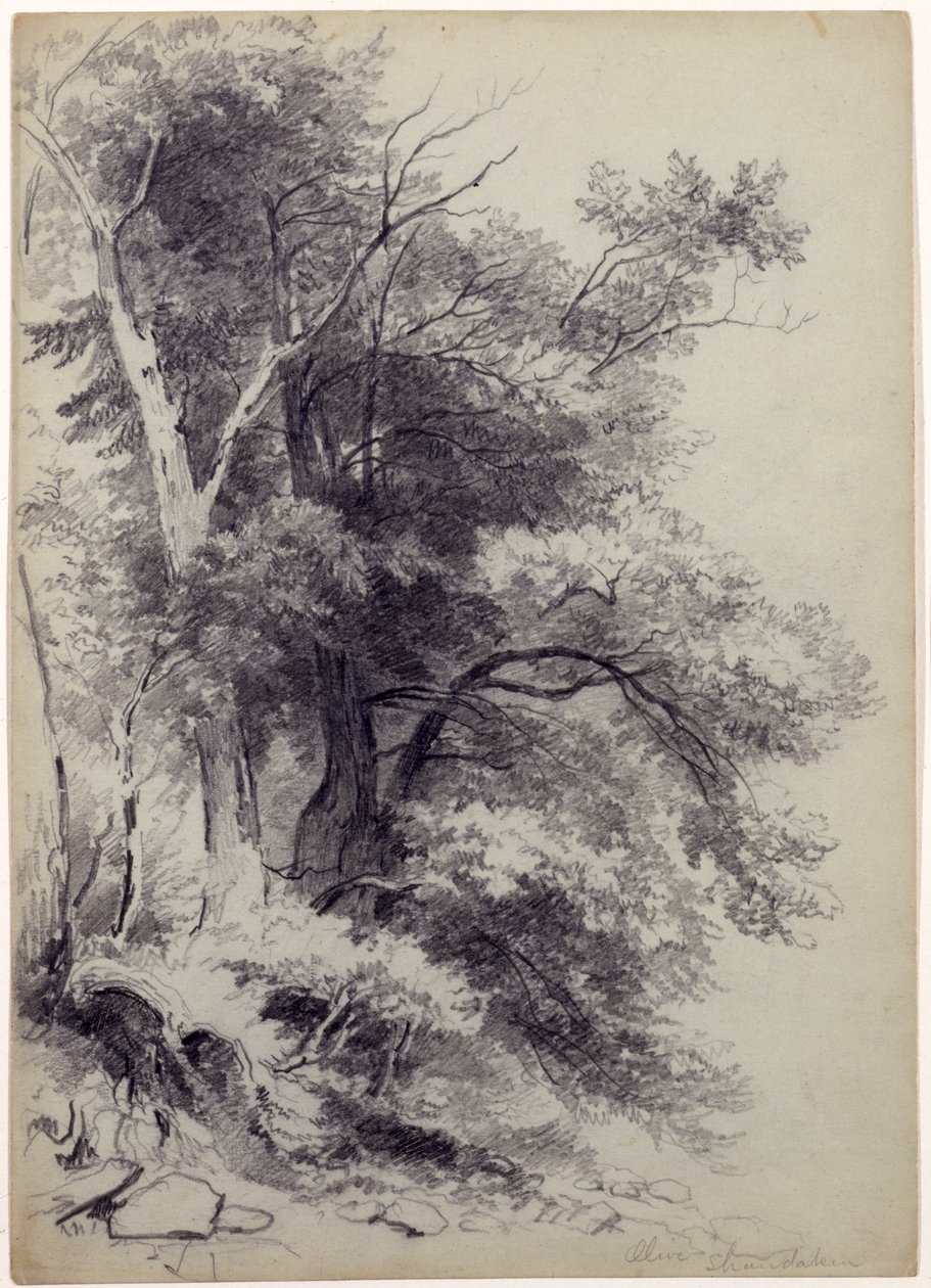 वृक्षों का अध्ययन, शांडेनकेवलीव, न्यूयॉर्क, 1852 (ग्रे-ग्रीन पेपर पर खरोंच के साथ ग्रेफाइट) द्वारा एशर ब्राउन डूरंड