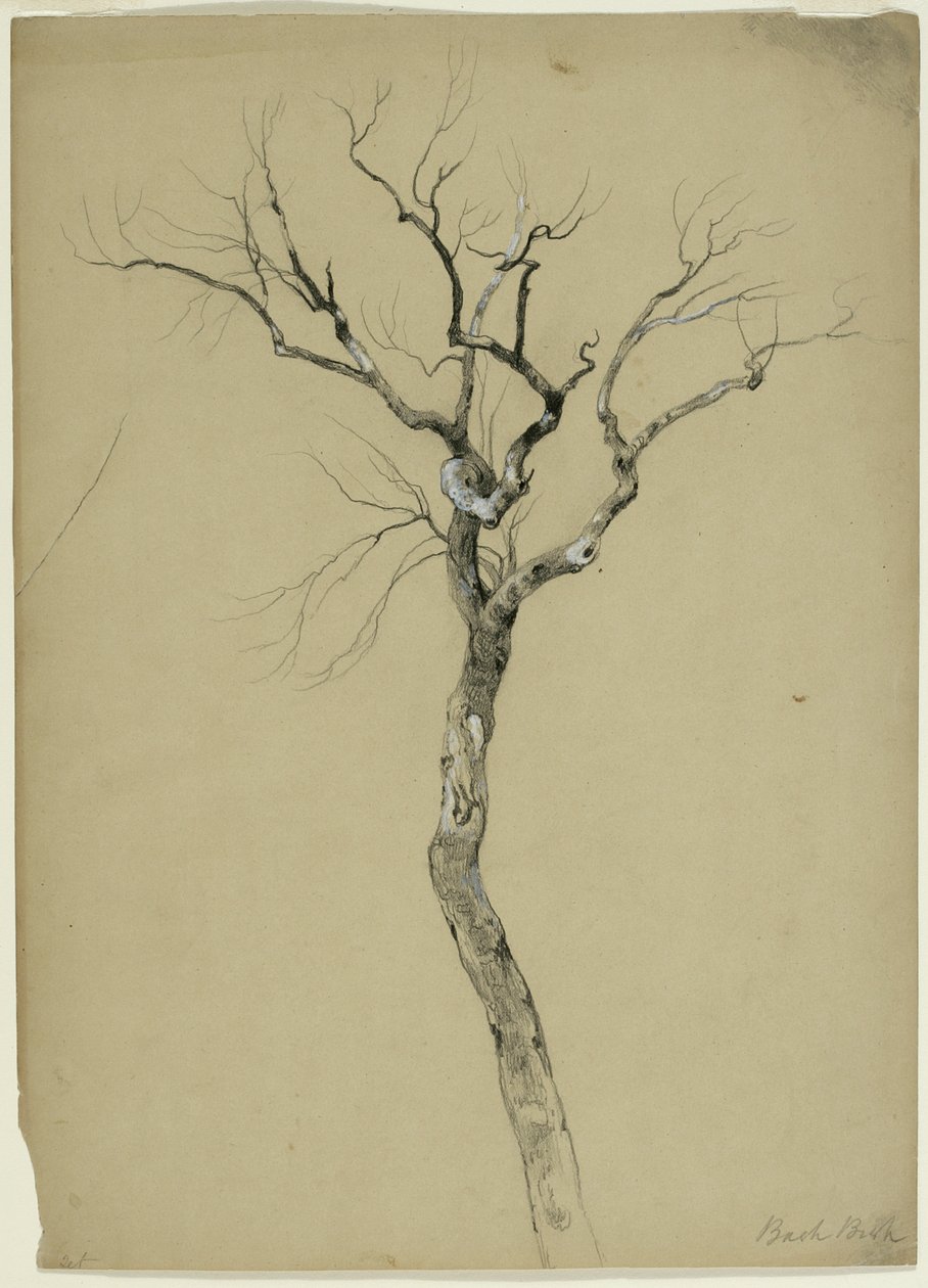 एक नंगे वृक्ष का अध्ययन, साउथ एग्रेमोंट, मैसाचुसेट्स, 1851 (बेज पेपर पर ग्रेफाइट और सफेद गौचे) द्वारा एशर ब्राउन डूरंड