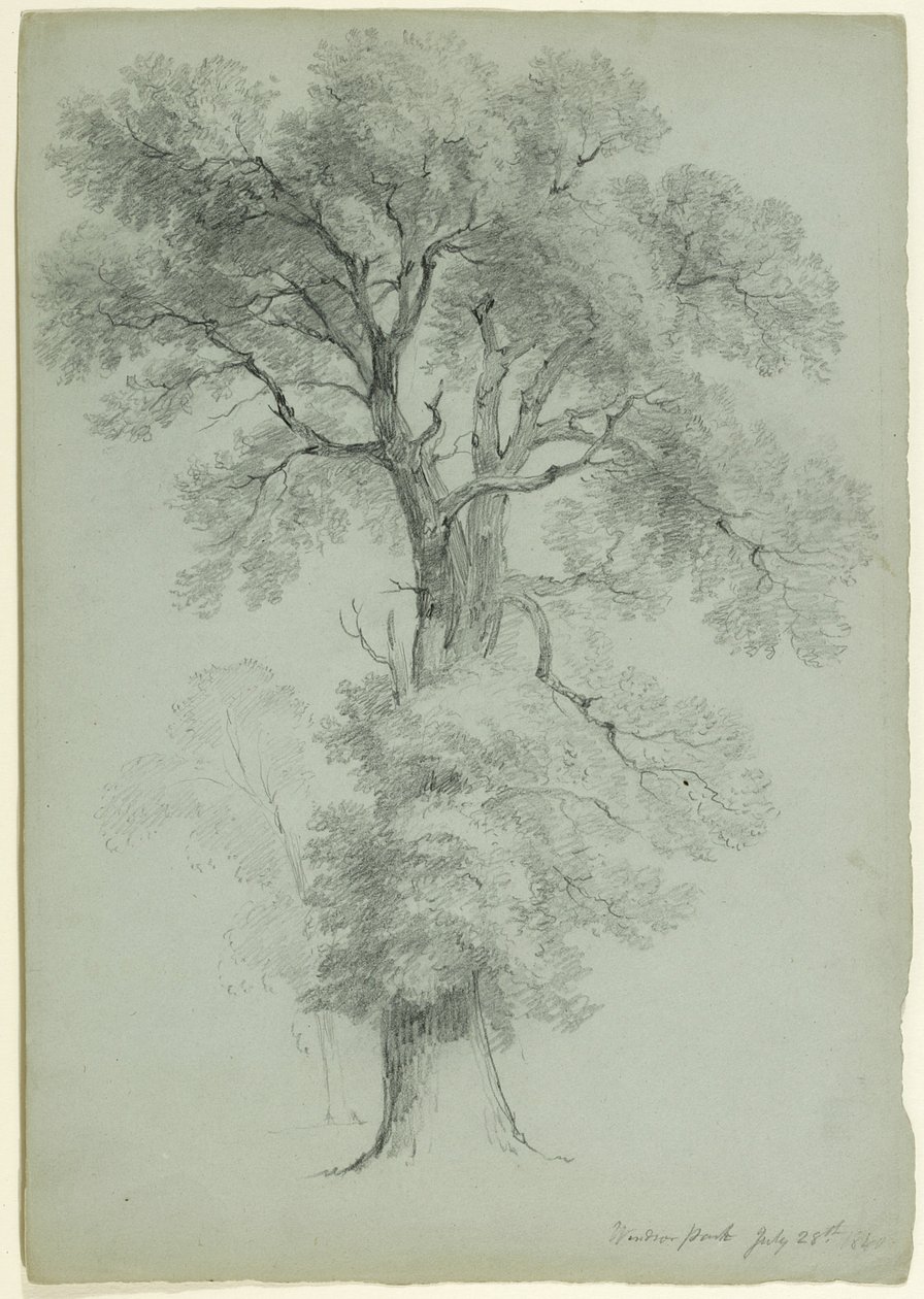 ट्री स्टडी, विंडसर पार्क, इंग्लैंड, 1840 (ग्रे-ग्रीन पेपर पर ग्रेफाइट) द्वारा एशर ब्राउन डूरंड