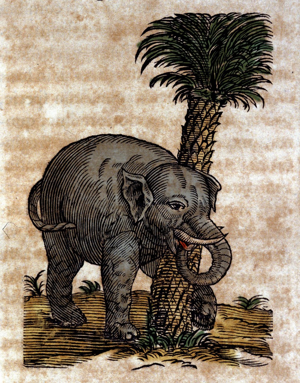 अथानासियस किरचर (1601 - 1680), जेसुइट, प्राच्यविद् और विद्वान द्वारा एक काम से उत्कीर्ण एक ताड़ के पेड़ के तने के खिलाफ एक हाथी रगड़। द्वारा अथानासियस किर्चर