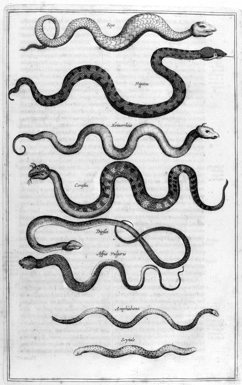 सांप, 1675। द्वारा अथानासियस किर्चर