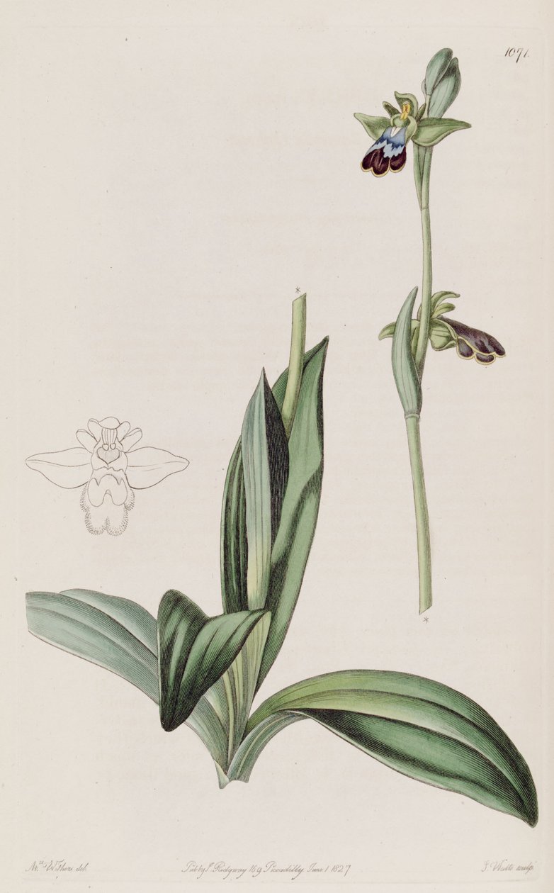 Ophrys fusca का चित्रण द्वारा ऑगस्टा इन्स विदर्स