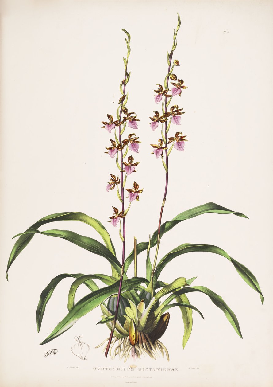 Rhynchostele bictoniensis का चित्रण (syn के रूप में। Cyrtochilum bictoniense) द्वारा ऑगस्टा इन्स विदर्स