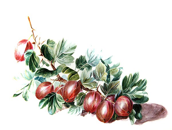 आंवला, c.1860 (कागज पर पानी के रंग का) द्वारा ऑगस्टा इन्स विदर्स