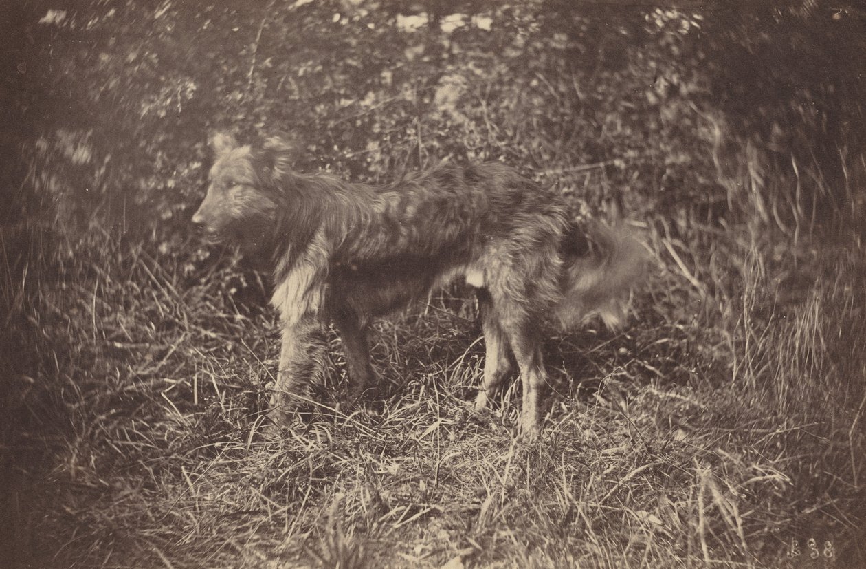 एक कुत्ते का अध्ययन, 1870 के अंत में। द्वारा अगस्टे गिरौडोन
