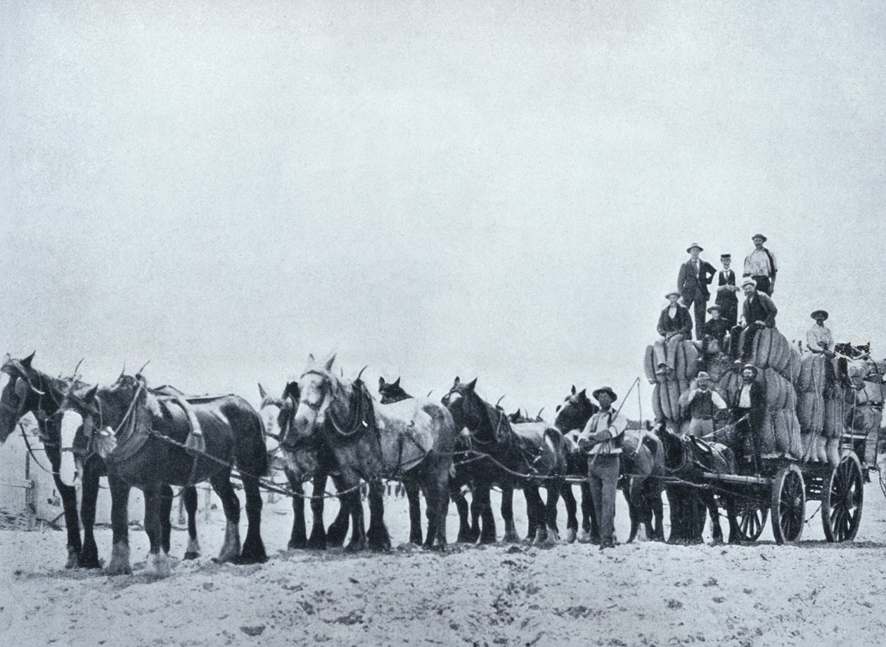 ऊन ले जाने वाली टीम, पश्चिमी ऑस्ट्रेलिया, c.1900, `अंडर द सदर्न क्रॉस - ग्लिम्प्स ऑफ़ ऑस्ट्रेलिया &39;, विदेश विभाग, मेलबर्न, 1908 द्वारा द्वारा ऑस्ट्रेलियाई फोटोग्राफर