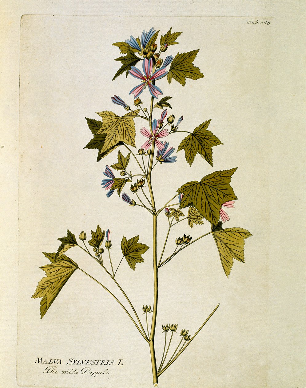 वानस्पतिक: जोसेफ जैकोबी प्लेंक (1735-1807) 1788-1803 निजी संग्रह द्वारा "" लार्ज पर्पल"" (मालवा सिल्वेस्ट्रिस) प्लेट "" मेडिसिनलियम सेकंदम लिनेई डाइजेस्टारम"" से तैयार की गई है। द्वारा ऑस्ट्रियाई स्कूल