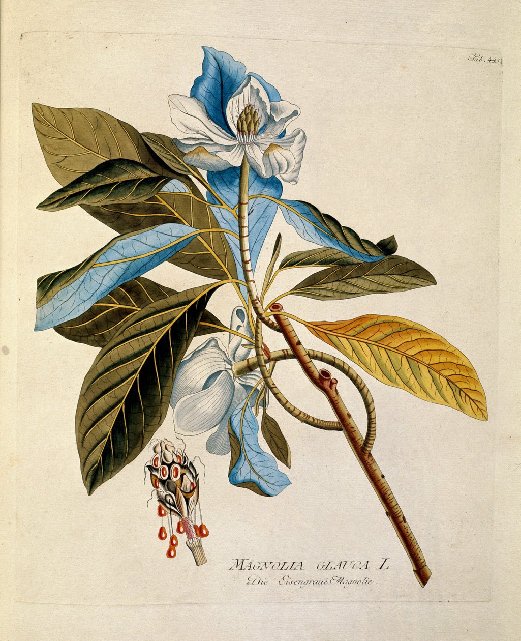 वानस्पतिक: जोसेफ जैकोबी प्लेंक (1735-1807) 1788-1803 निजी संग्रह द्वारा "" मैगनोलिया"" प्लेट "" मेडिसिनलियम सेकुंडम लिनेई डाइजेस्टरम"" से तैयार की गई है द्वारा ऑस्ट्रियाई स्कूल