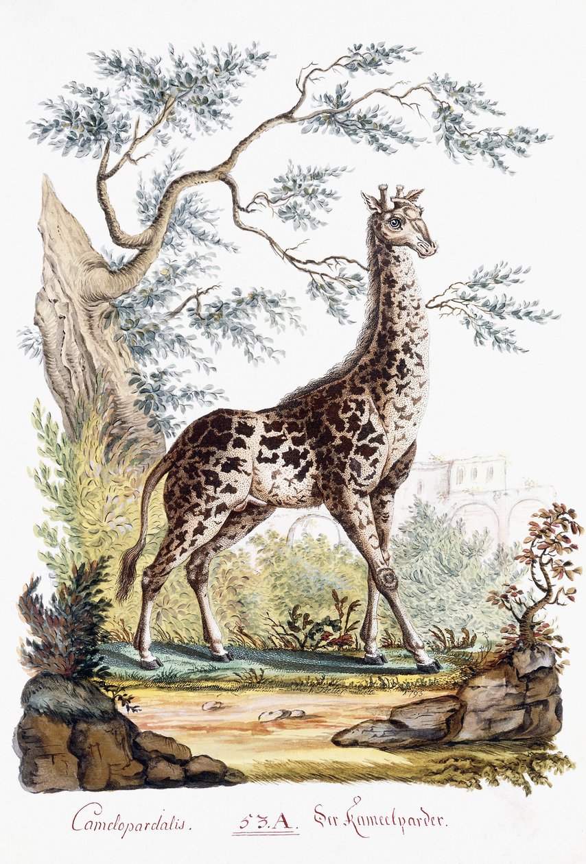जिराफ, 1794 द्वारा ऑस्ट्रियाई स्कूल