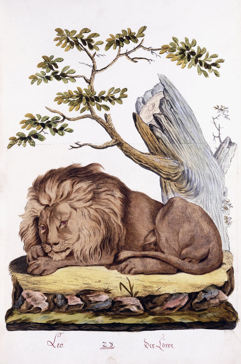 सिंह, 1794 द्वारा ऑस्ट्रियाई स्कूल