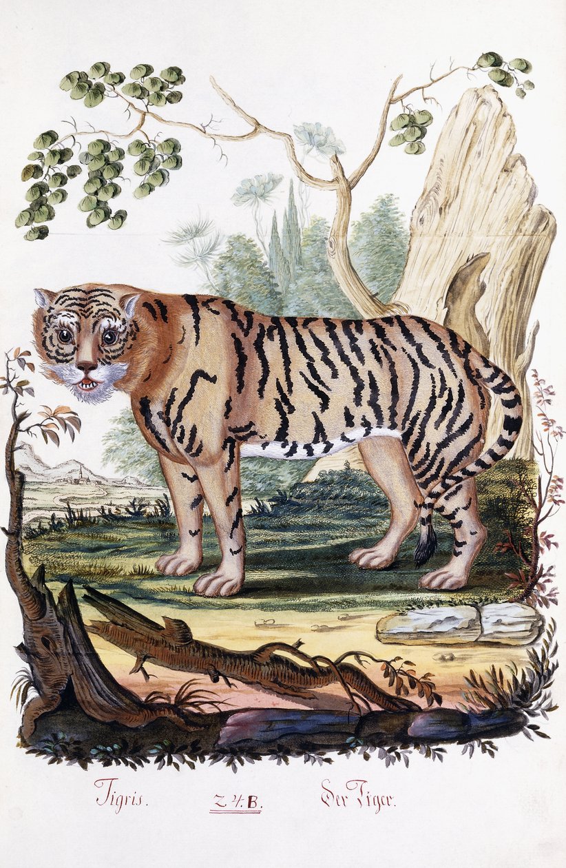 बाघ, 1794 द्वारा ऑस्ट्रियाई स्कूल