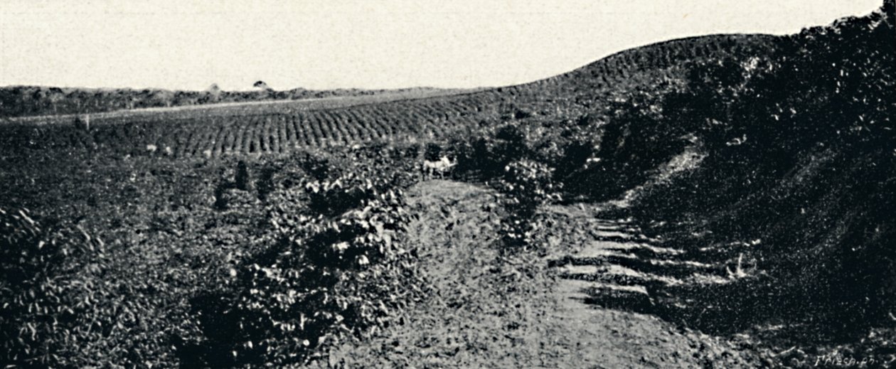 कैफेज़ल, 1895 द्वारा एक्सल फ्रिक