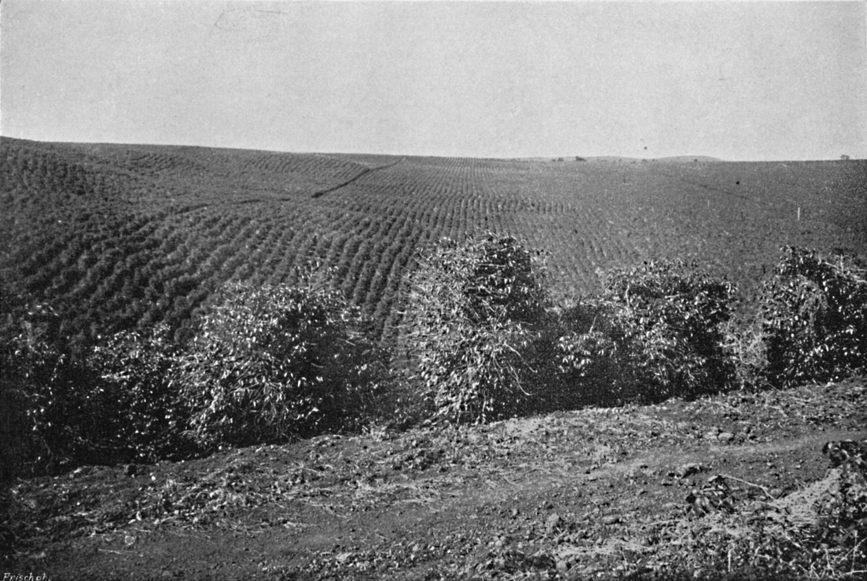 प्लांटाकैओ डे कैफे का गठन, कॉफी प्लांटेशन, 1895 द्वारा एक्सल फ्रिक