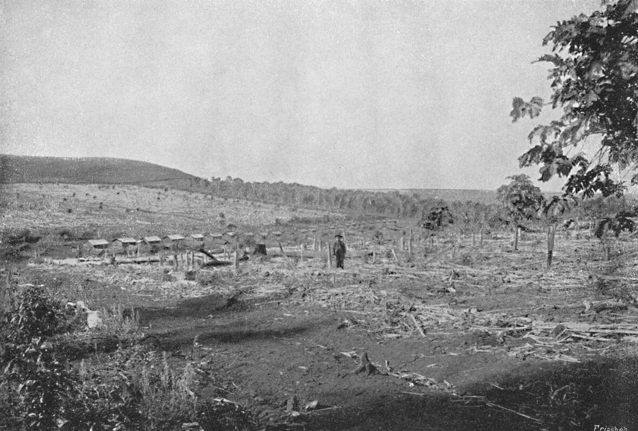 नया कॉफी बागान, नया कॉफी बागान, 1895 द्वारा एक्सल फ्रिक