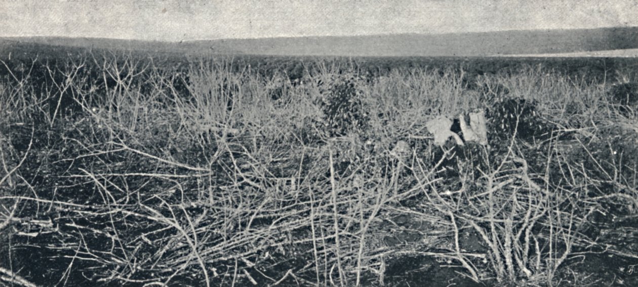 कसावा प्लांटेशन, 1895 द्वारा एक्सल फ्रिक