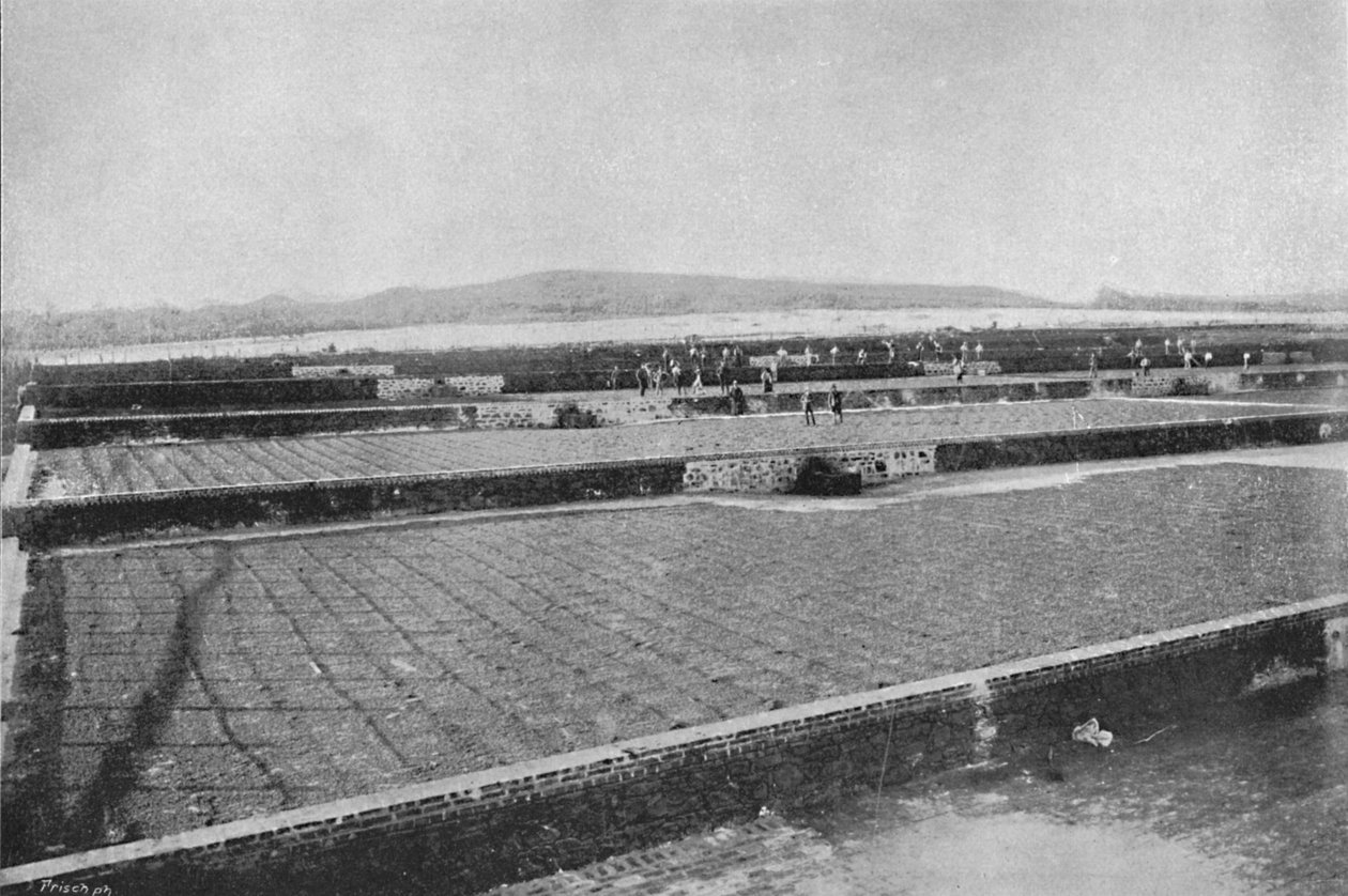 टेरीरो, कैफे को सुखाने के लिए, कॉफी सुखाने, 1895 द्वारा एक्सल फ्रिक