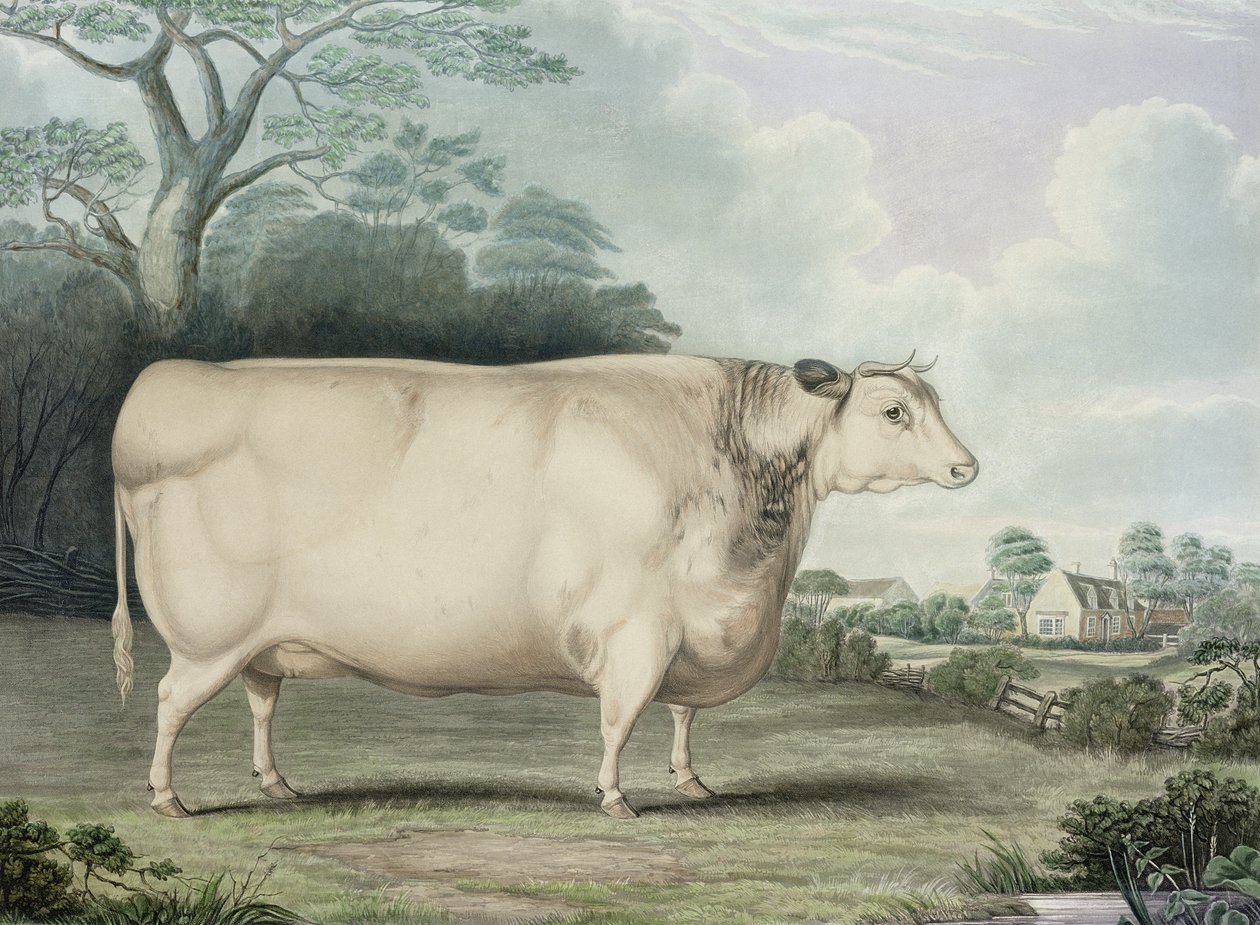 हेबर्टॉफ्ट शॉर्ट होर्नेड प्राइज़ गाय, सी। हंट द्वारा उत्कीर्ण, 1842 (रंग उत्कीर्णन) द्वारा B. हबर्ड