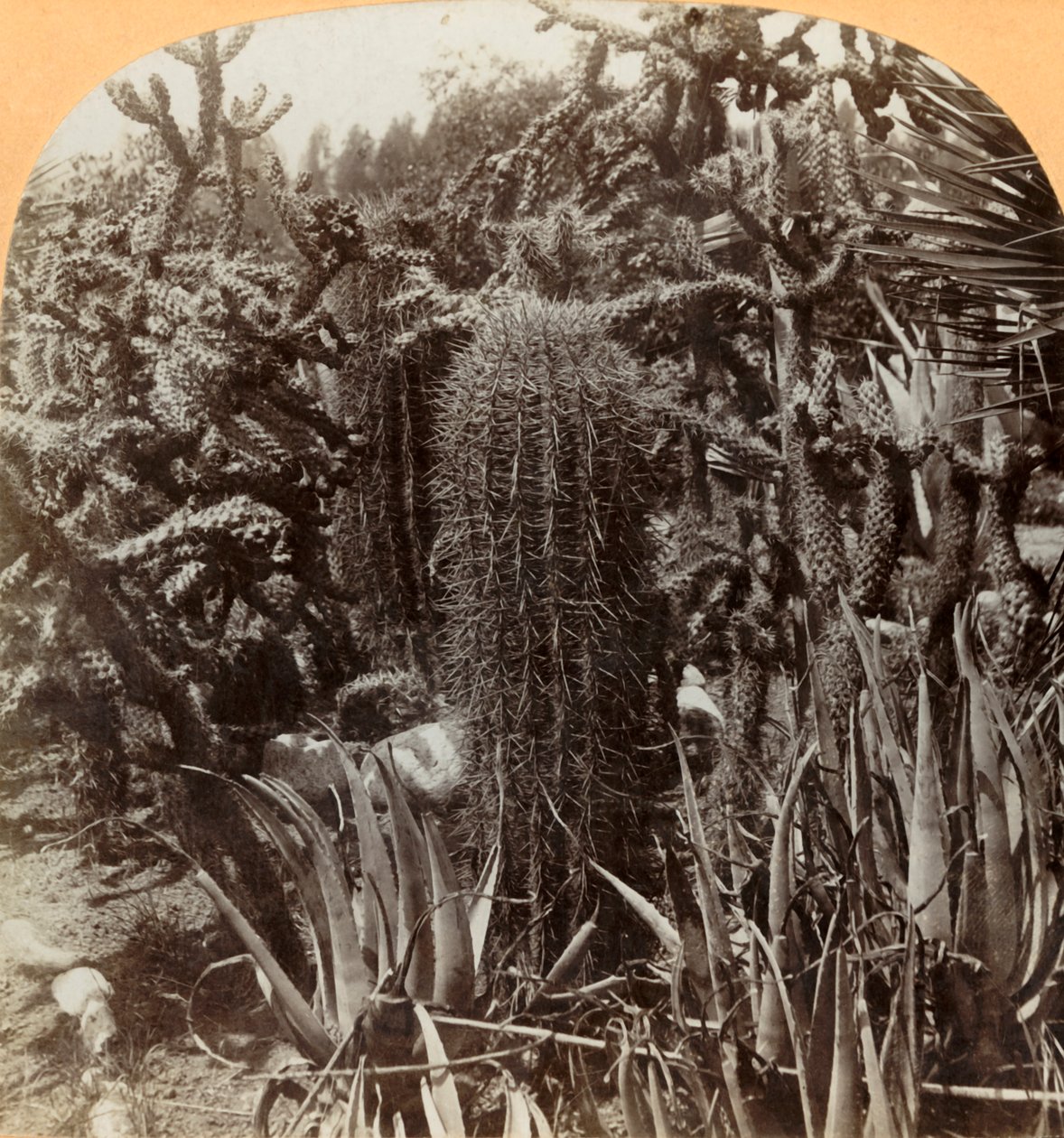 कैक्टस गार्डन, क्रैजिन प्लेस, लेक वर्थ, फ्लोरिडा, c1900। द्वारा बीएल सिंगली