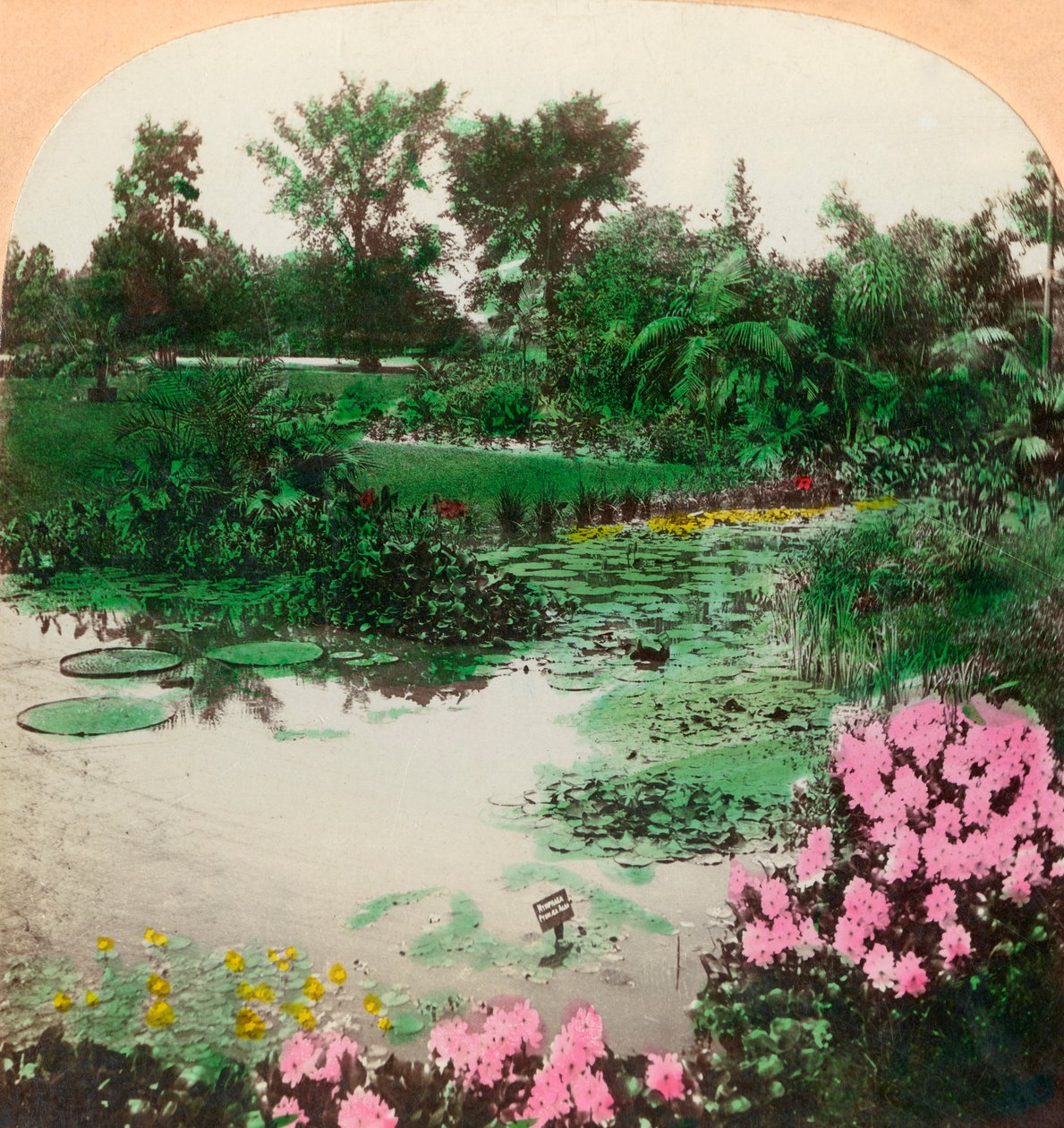 लिली पॉन्ड, टॉवर ग्रोव पार्क, सेंट लुइस, मो।, यूएसए, 1897। द्वारा बीएल सिंगली