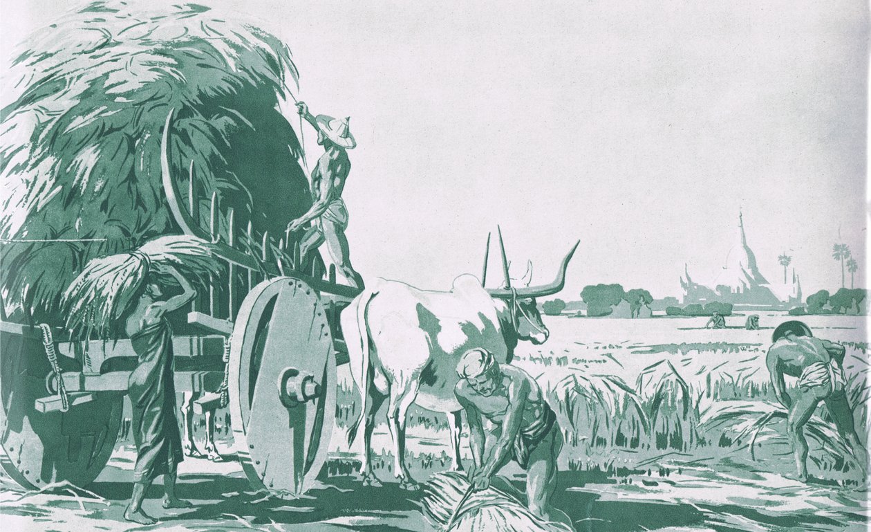 मैकमिलन स्कूल पोस्टर से बर्मा में एक धान का खेत, c.1950-60s (लिथो) द्वारा बा नयन