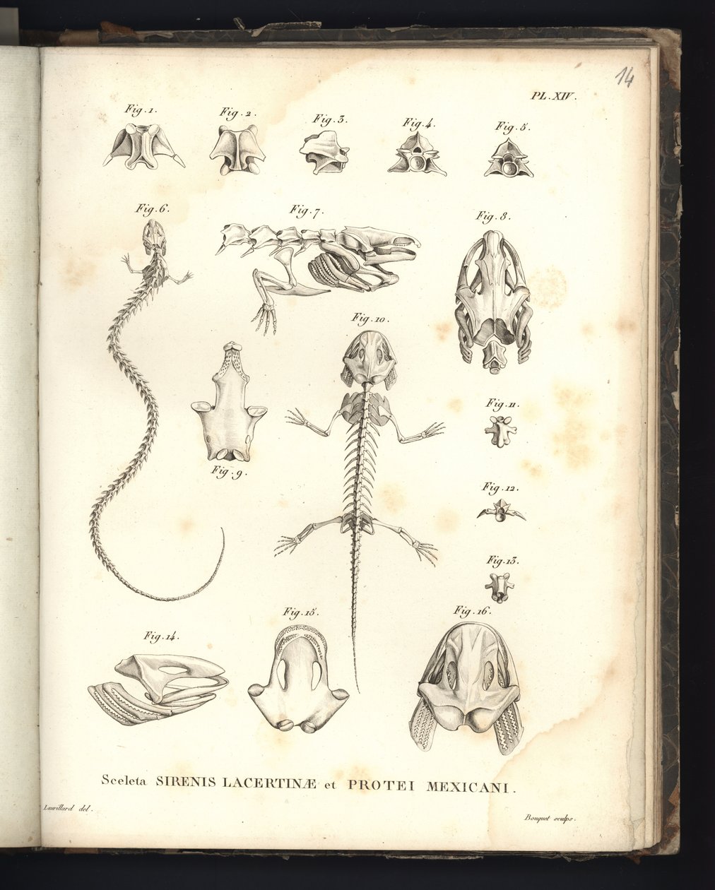 Lacertinae कंकाल ऊर्जावान और बंदरगाहों मैक्सिको, थाली 14, sirenomelia और Axolotl की osteology द्वारा बैरन फ्रेडरिक अलेक्जेंडर वॉन हम्बोल्ट