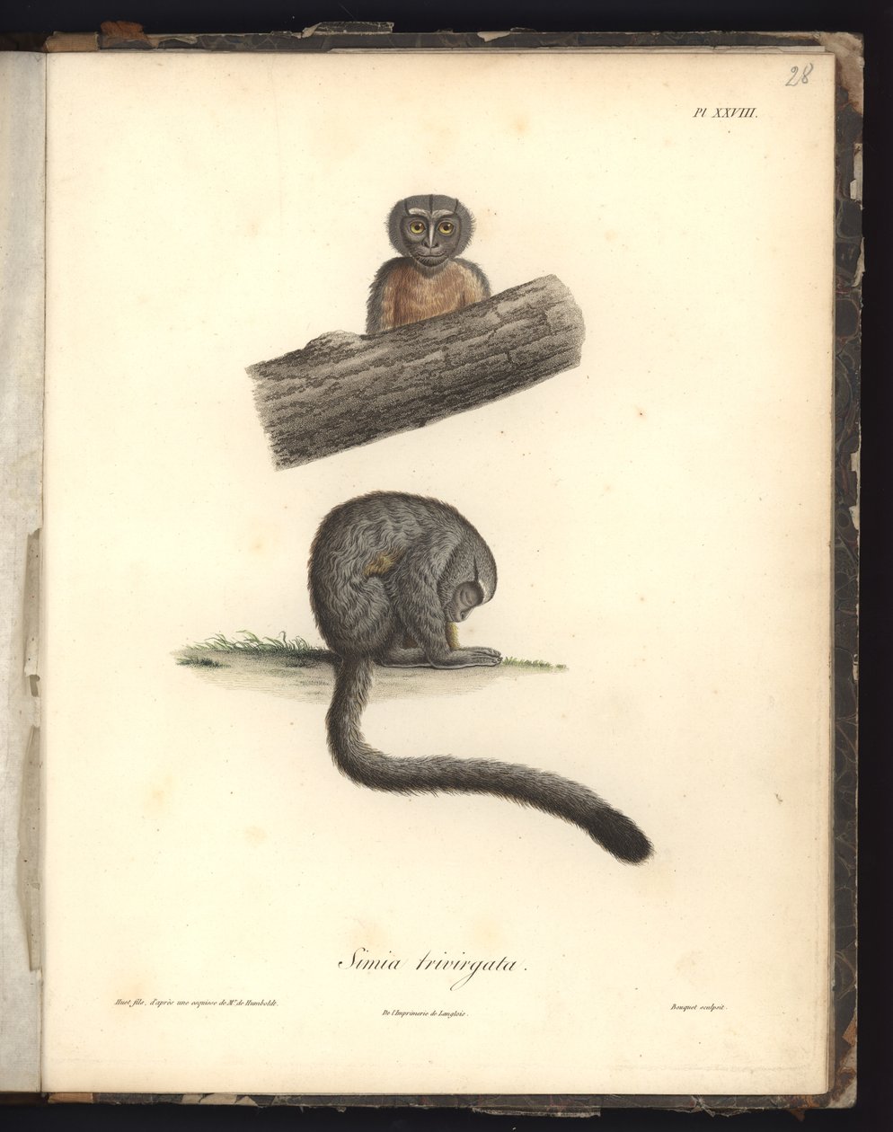सिमिया ट्रिविरगाटा, पीएलएक्सवी आठवीं, स्टील को लुई बोक्वेट (1765-1814) द्वारा उत्कीर्ण किया गया, निकोला हेट (1770-1827) द्वारा उत्कीर्णन के बाद, &39;रिक्युइल डीओब्सर्वेशन डी डूलोगी एट डी&39;नाटॉमी कॉम्पायर, फैई से चित्रण द्वारा बैरन फ्रेडरिक अलेक्जेंडर वॉन हम्बोल्ट