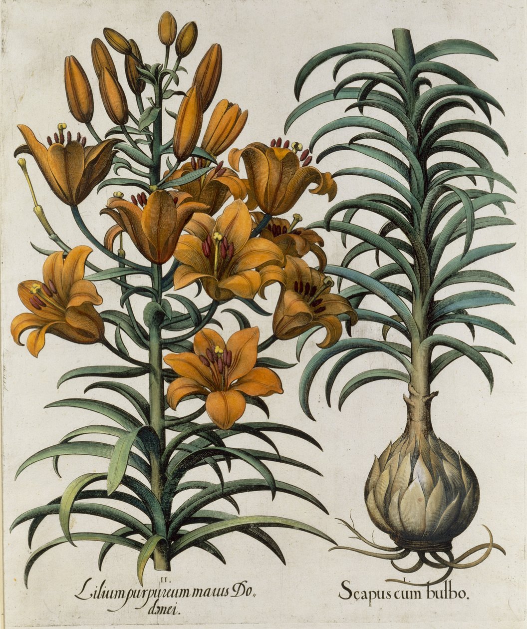 आप एक बैंगनी लिली बल्ब Danei और फ़ाइल जर्मन स्कूल, 1713 के साथ उत्कीर्ण है पसंद करते हैं द्वारा तुलसी बेस्लर